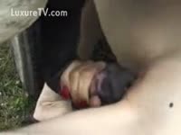 Beastiality Porn - Horse discharges his giant load on a kitty